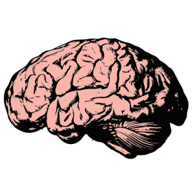 Brain